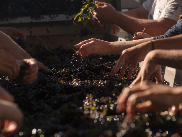 Closeup of several people handling wine grapes.
