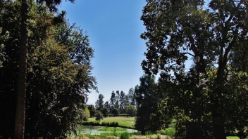 Trees, grass, blue skies 
