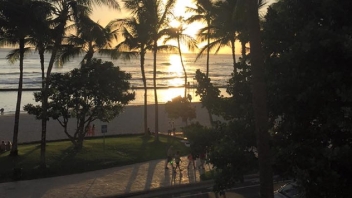 Palm trees and sunset 