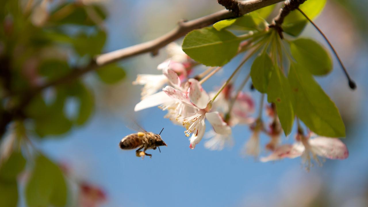 The flowers of spring have come out in their colors of yellow, white, pink and red on March 29, 2018.  A bee collects pollen.