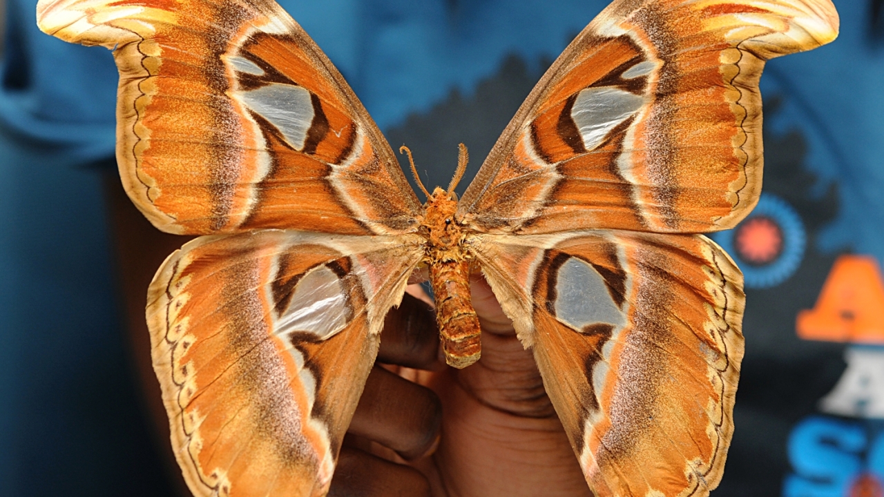 Butterfly from the Bohart Museum