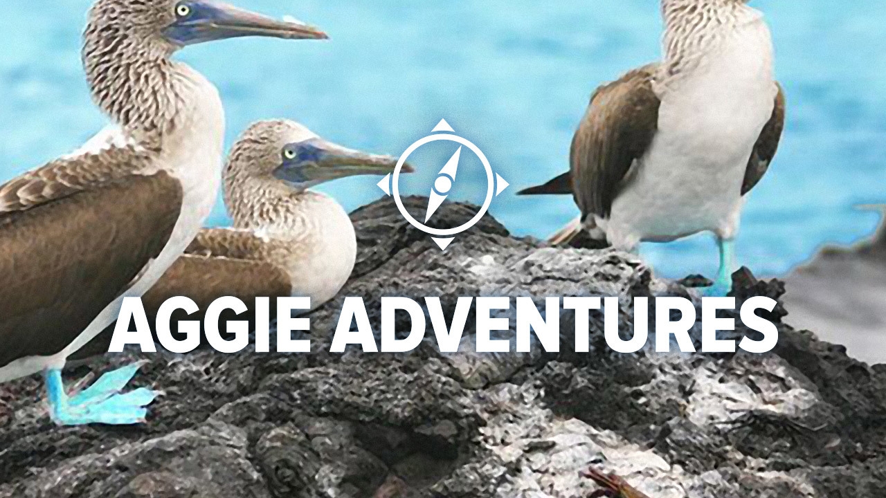 Image of three bids on a rock in front of water in the Galapagos.