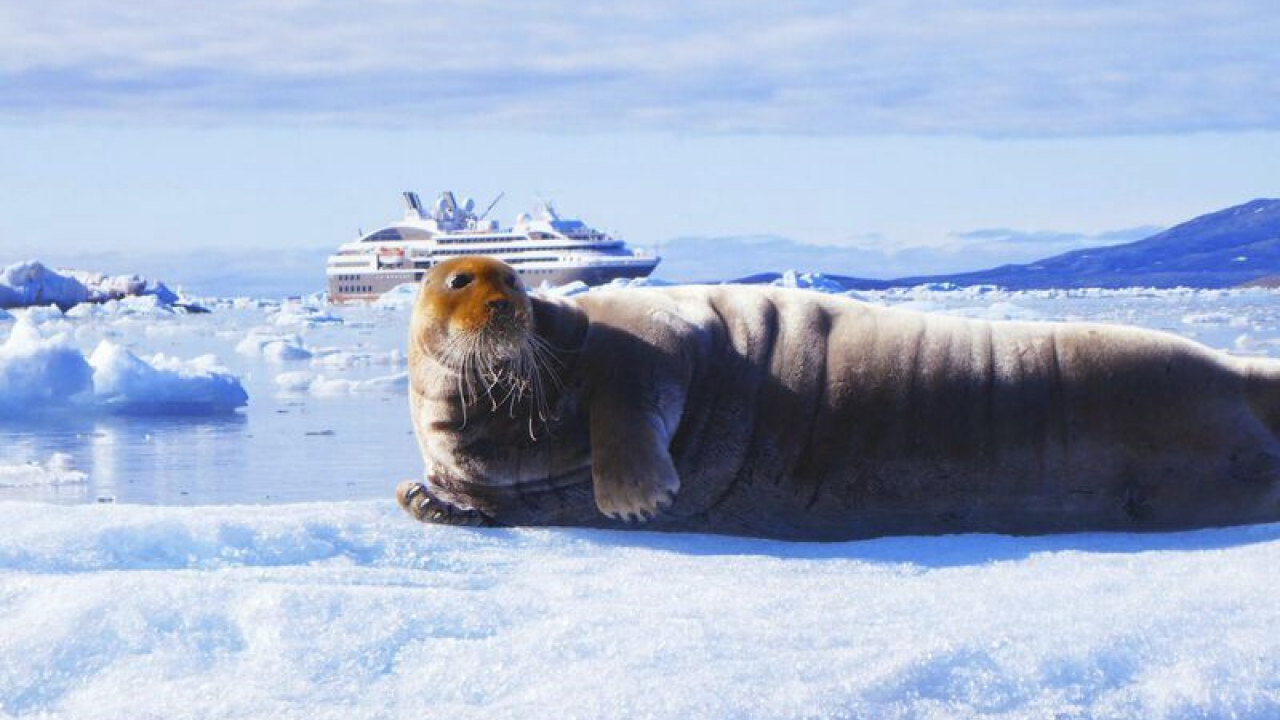 Arctic seal on the glacier front Kongsbreen