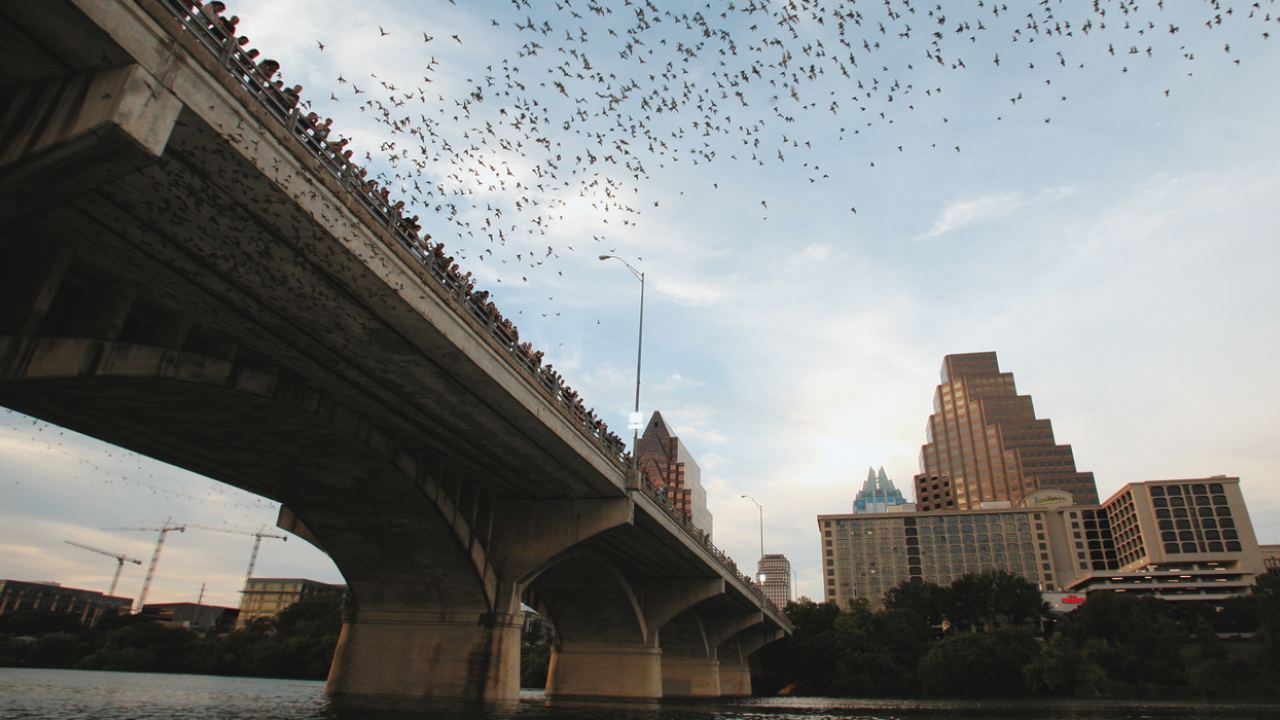 Bats Leaving Congress Ave Bridge