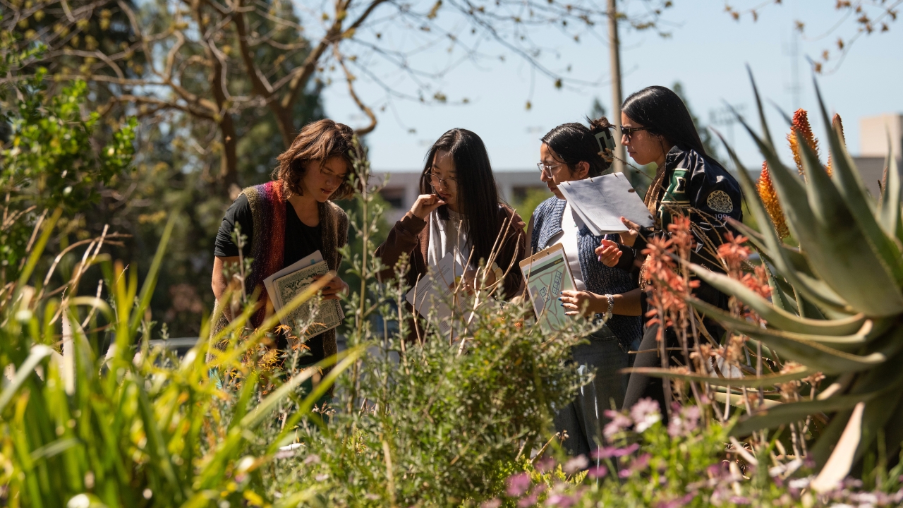 Four students in the Biological Orchard Gardens on the UC Davis campus.
