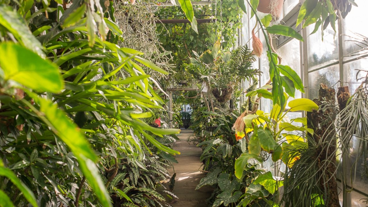 Botanical Conservatory at UC Davis