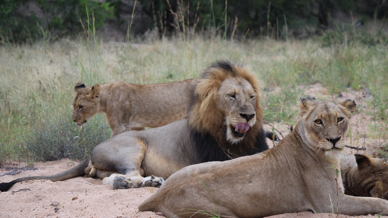 Chobe Lion Pride as seen on the Journey to Southern Africa trip