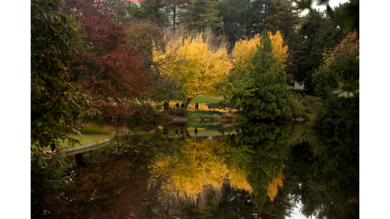 trees during the fall season