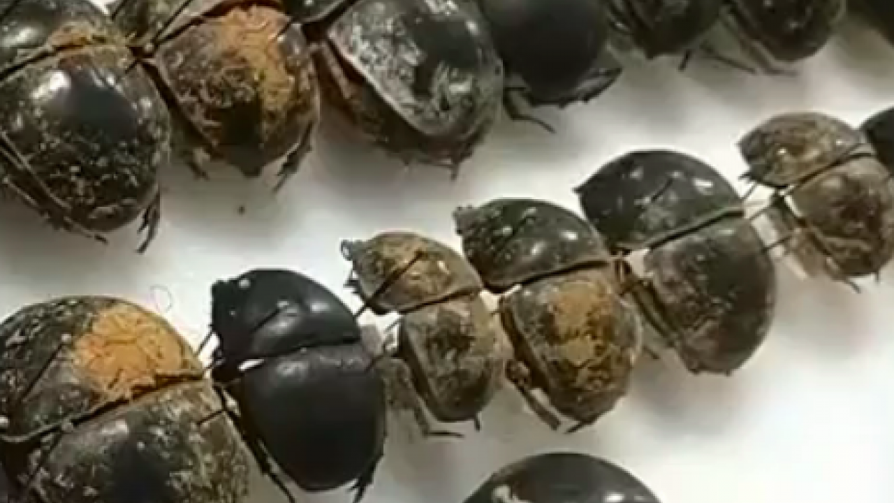 image of dung beetles Bohart Museum of Entomology event