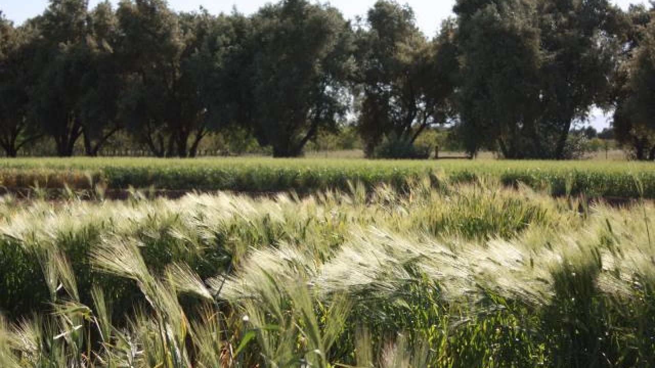 lush green field with golden wheat