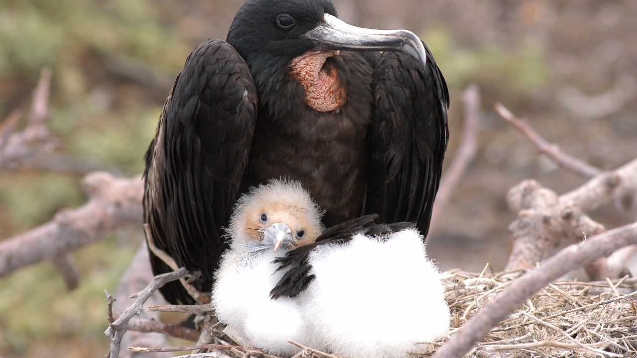 A Galapagos Fregate bird sits in a nest with its chick by its side.