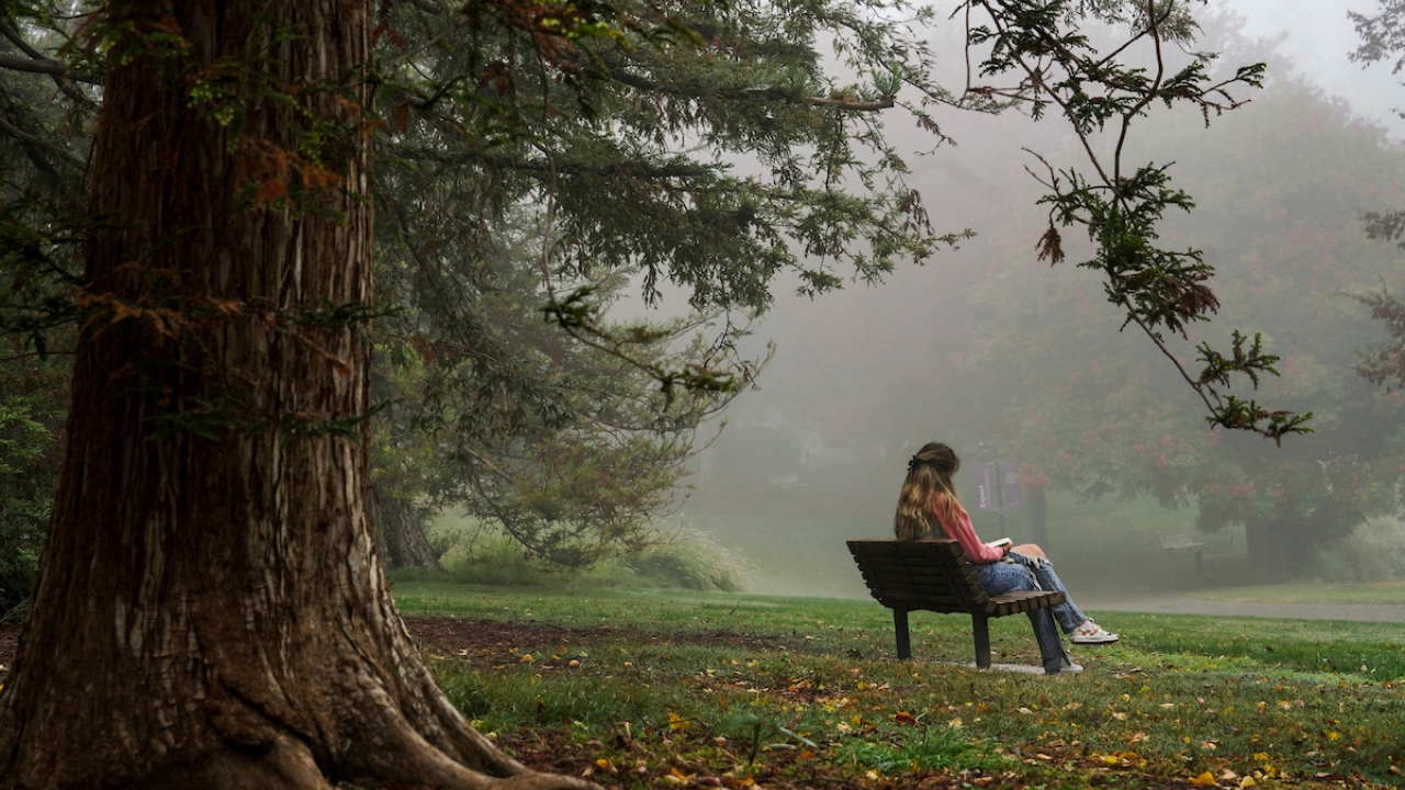Person sitting on a bench under a tree