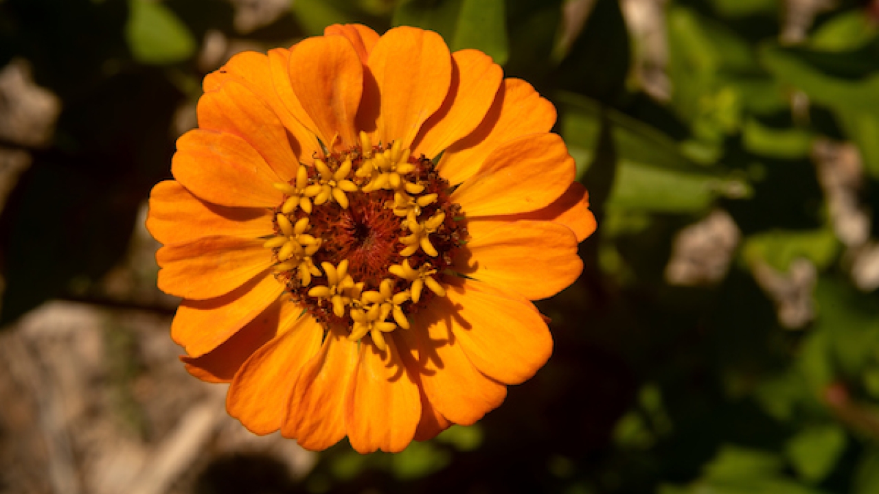 Image of yellow flower in bloom