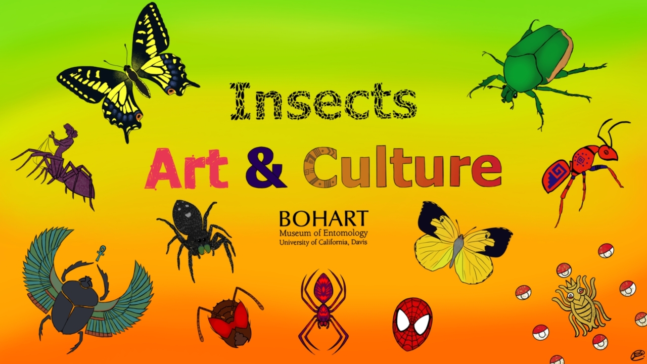 Insects, Art and Culture at the Bohart Museum 