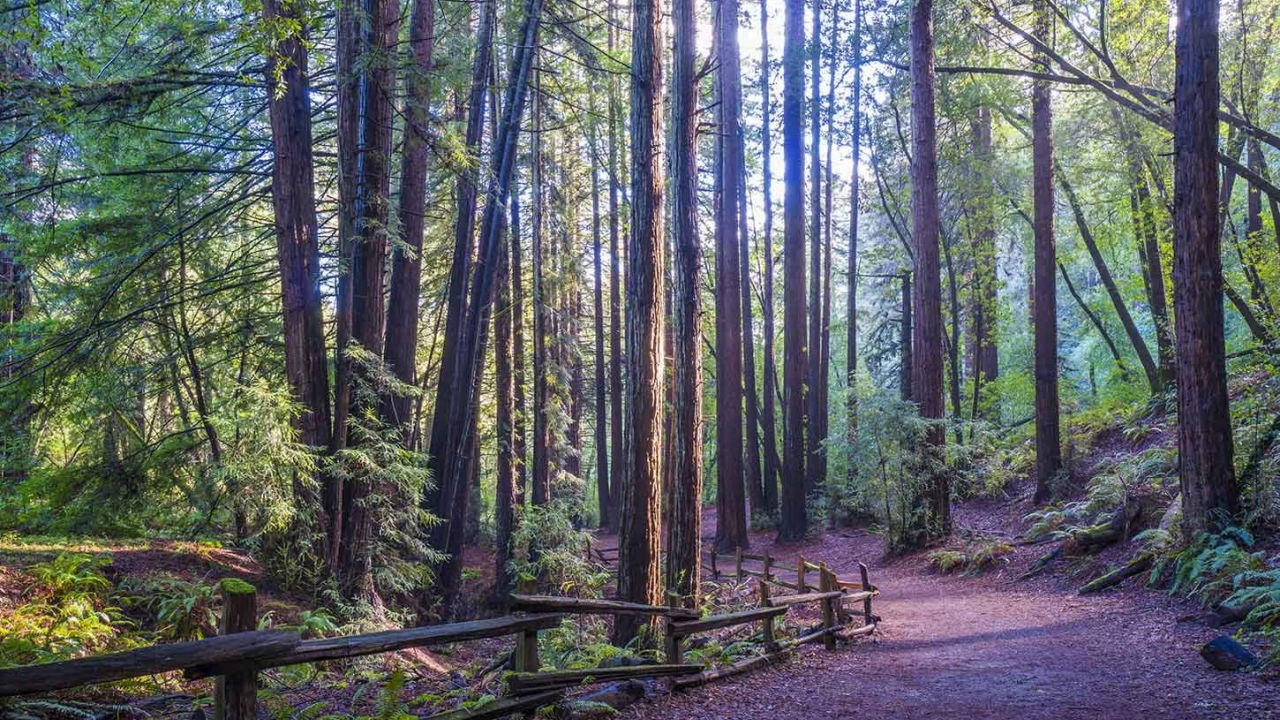 Redwood forest picture