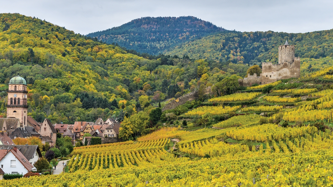 france vineyards