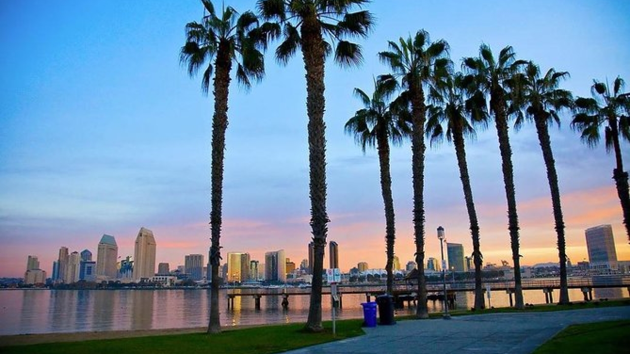 palm trees and sunset