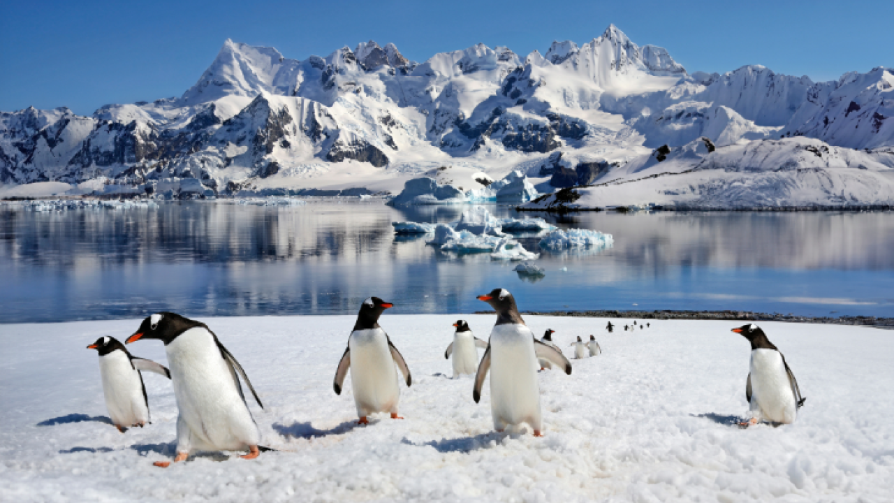 penguin