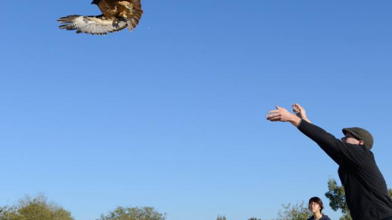 Raptor center release