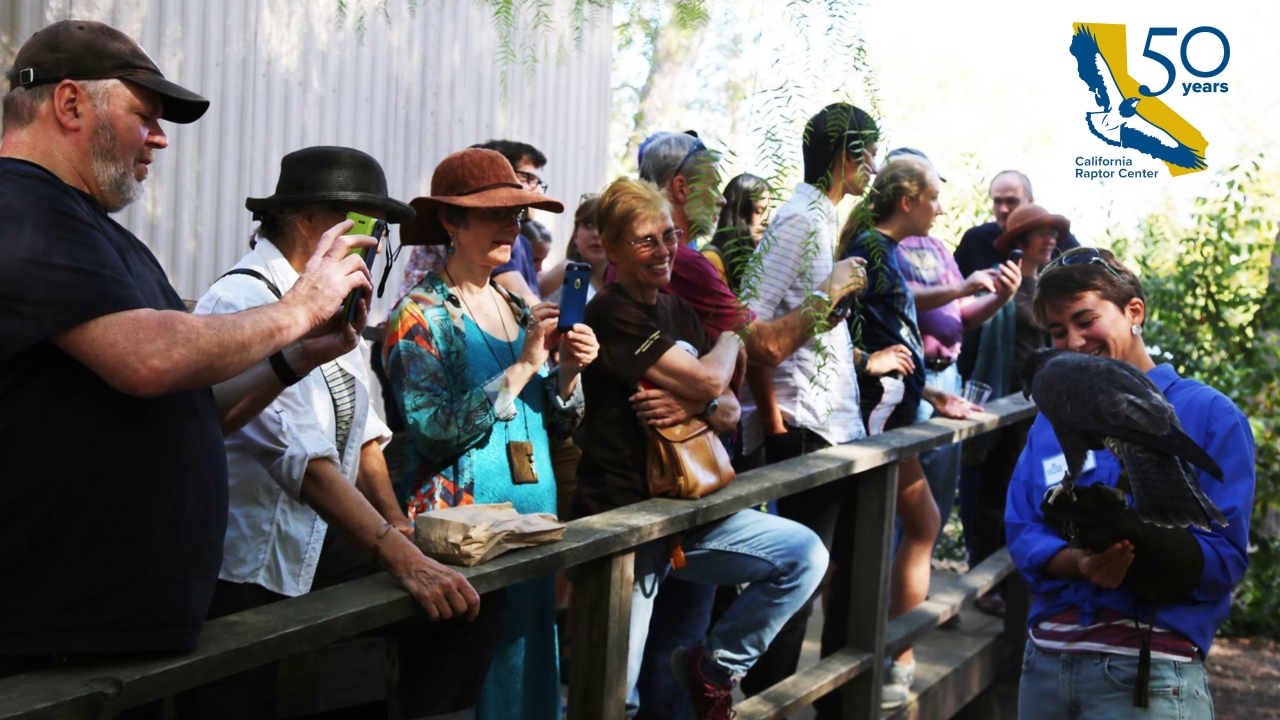 California Raptor Center 50th Anniversary