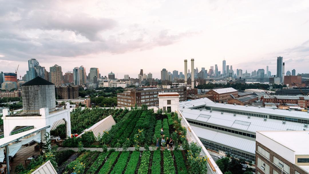 rooftop garden