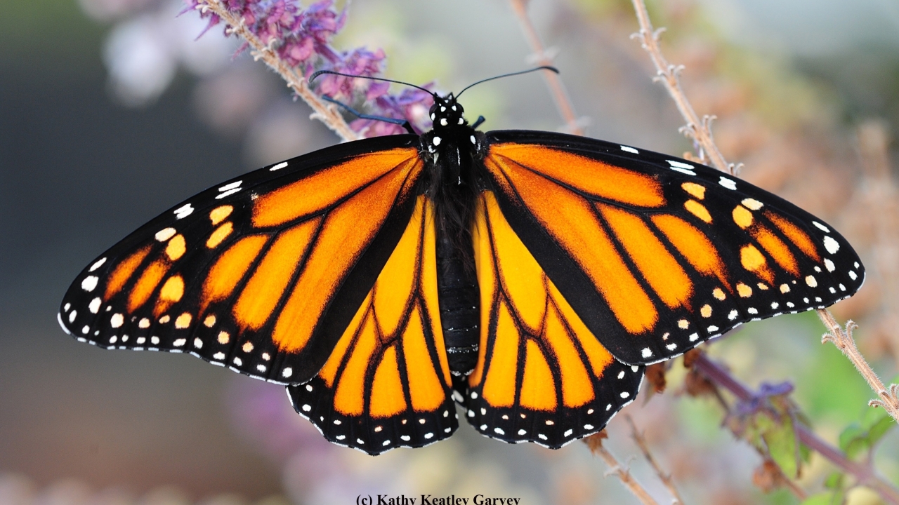 monarch butterfly