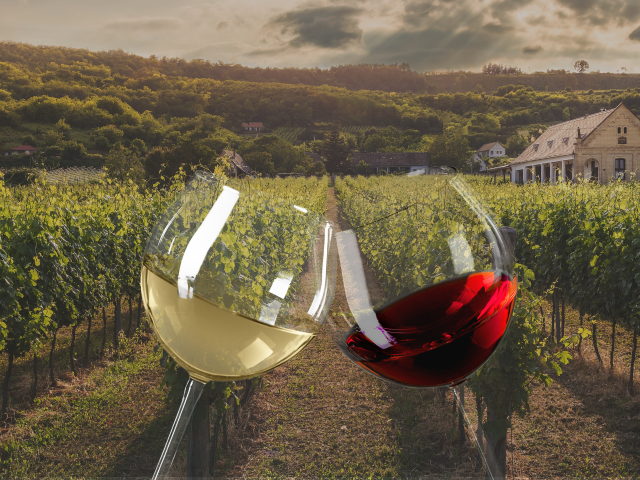 Two wine glasses and a vineyard in the background