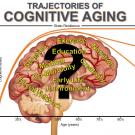 Trajectories of cognitive aging graph 