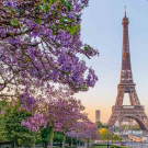 purple flowers in front of the Eiffel Tower