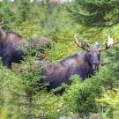 Two moose somewhat concealed among young pine trees and brush.