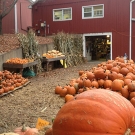 Orange pumpkins piled in front of a barn