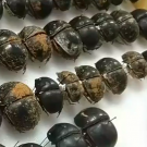 image of dung beetles Bohart Museum of Entomology event