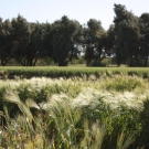 lush green field with golden wheat