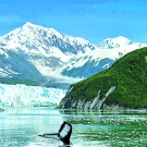 In the waters between a lush, green landscape and a contrasting icy glacier, a whale's tail surfaces. Snowy mountains can be seen in the distance.