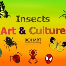Insects, Art and Culture at the Bohart Museum 
