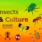 Insects, Art and Culture at the Bohart Museum 