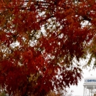 UC Davis Watertower surrounded by fall leaves