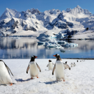 penguin