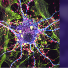 Graphic with a blown up model of a neuron portrayed in many colors