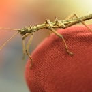 Bohart Museum of Entomology Open Hours