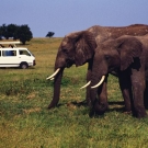safari