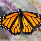 monarch butterfly