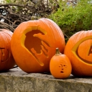 punpkins with the Cal Aggie logo