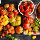 a collection of tomatoes at varying levels of ripeness