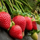 picture of strawberries