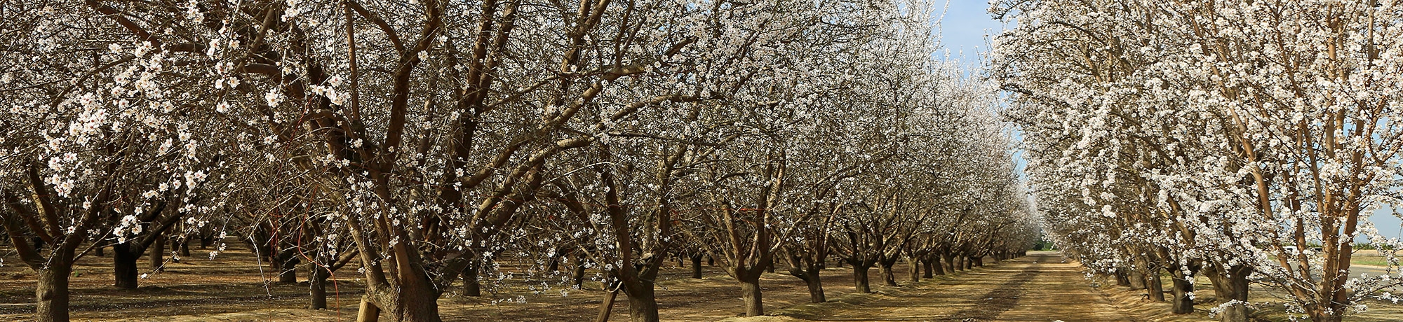 Almond orchard